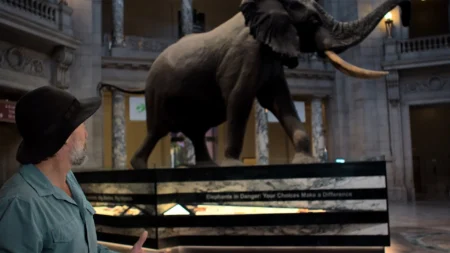 Documentário sobre Elefantes Fantasmas revela misteriosa jornada com Werner Herzog