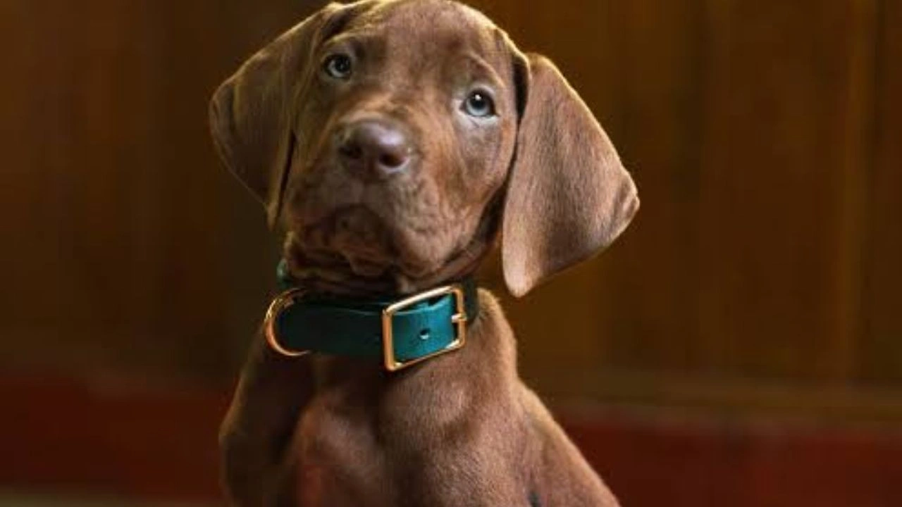 Scooby-Doo: A Origem ganhou teaser da Netflix e pode transformar a franquia ao mostrar a verdadeira origem da Mistério S.A Scooby-Doo: A Origem ganhou teaser da Netflix e pode transformar a franquia ao mostrar a verdadeira origem da Mistério S.A
